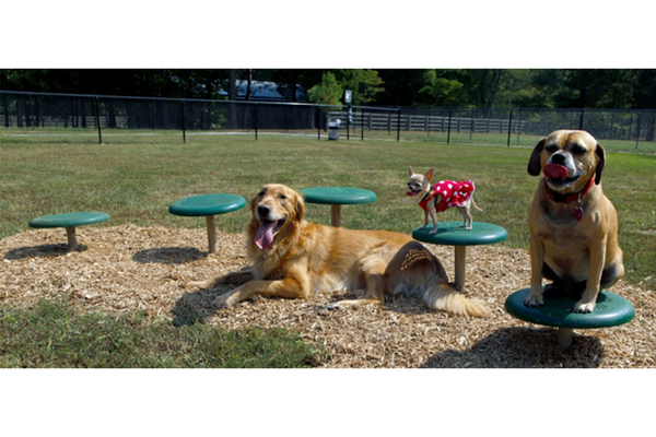 Intermediate Agility Course