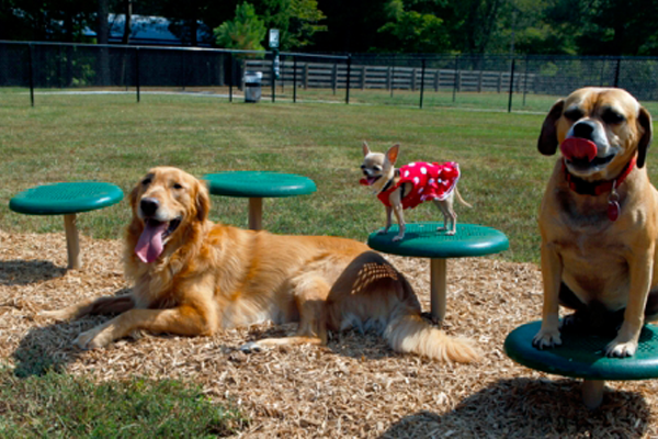 Expert Agility Course
