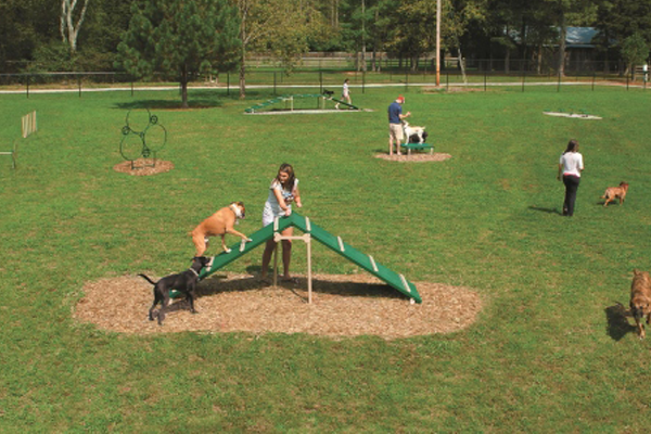 Expert Agility Course