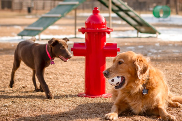Fire Hydrant