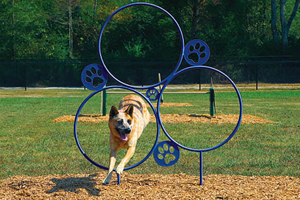 Novice Agility Course