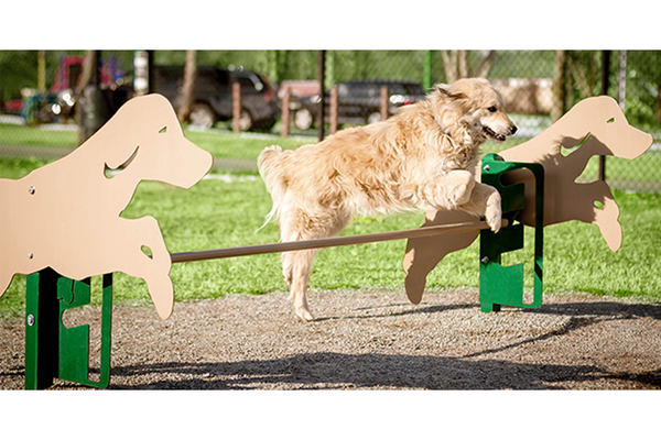 Intermediate Agility Course