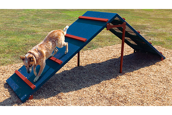 Intermediate Agility Course