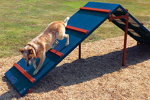 Expert Agility Course
